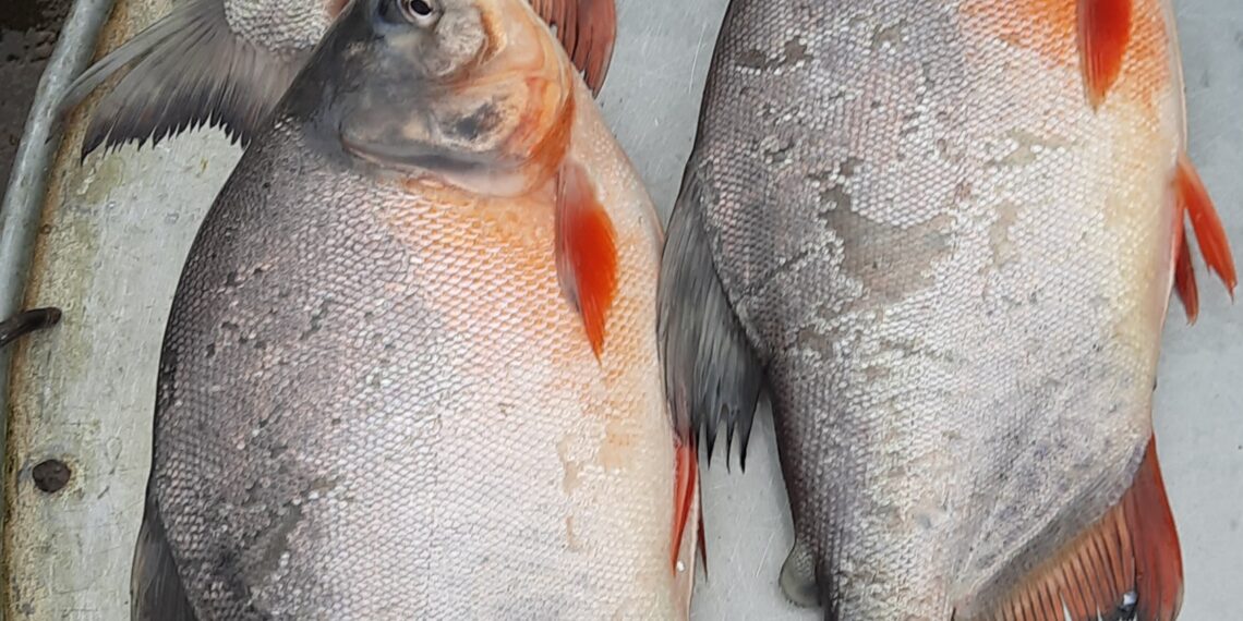 নারীর বন্ধাত্ব সৃষ্টিকারী পিরানহা মাছ বাজারে বিক্রি হচ্ছে