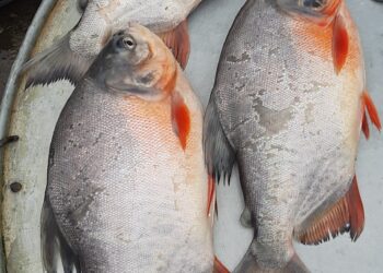 নারীর বন্ধাত্ব সৃষ্টিকারী পিরানহা মাছ বাজারে বিক্রি হচ্ছে