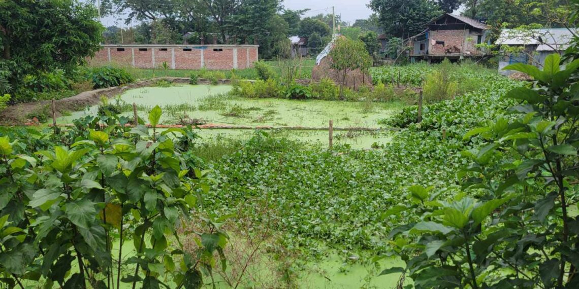 রূপগঞ্জে সীমানা প্রাচীর ভেঙ্গে জমি  দখলের অভিযোগ :Nafiz Ashraf. Tnntv24