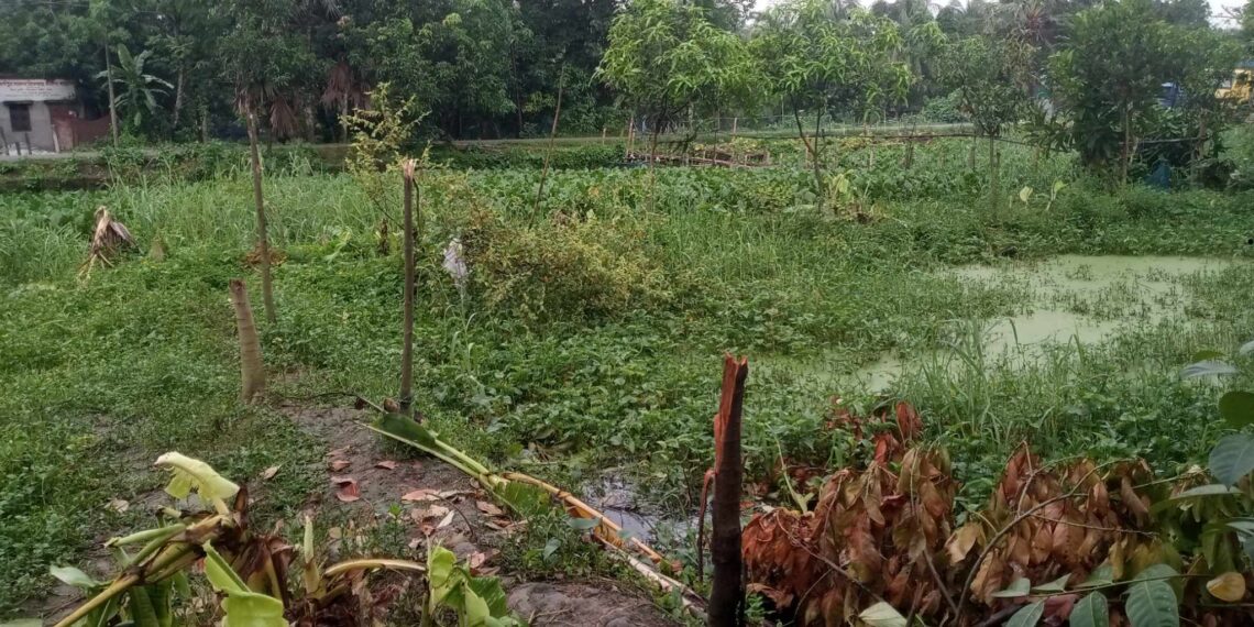 রূপগঞ্জে গাছের সাথে শত্রুতা । Nafiz Ashraf. Tnntv24