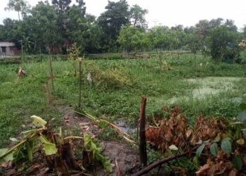 রূপগঞ্জে গাছের সাথে শত্রুতা । Nafiz Ashraf. Tnntv24