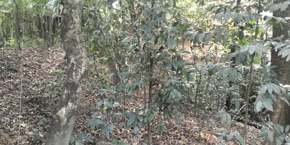 রূপগঞ্জে রাজউকের পূর্বাচল উপশহর এখন অপরাধীদের স্বর্গরাজ্য। Nafiz Ashraf. Tnntv24