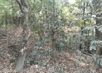 রূপগঞ্জে রাজউকের পূর্বাচল উপশহর এখন অপরাধীদের স্বর্গরাজ্য। Nafiz Ashraf. Tnntv24