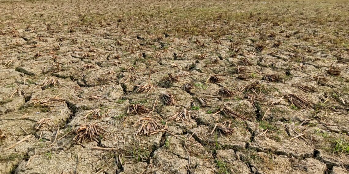 রূপগঞ্জে সেচের পানির অভাবে বোরো আবাদ ব্যাহত, ক্ষতির সম্মুখে কৃষকরা । Nafiz Ashraf. Tnntv24