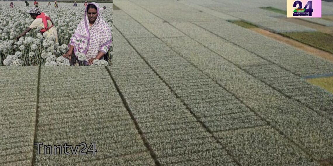 ৫০০ কোটি টাকার “কালো সোনা” উৎপাদনের টার্গেট ফরিদপুরের পেঁয়াজ চাষিদের। Nafiz Ashraf.Tnntv24