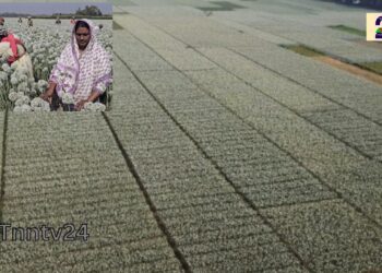 ৫০০ কোটি টাকার “কালো সোনা” উৎপাদনের টার্গেট ফরিদপুরের পেঁয়াজ চাষিদের। Nafiz Ashraf.Tnntv24