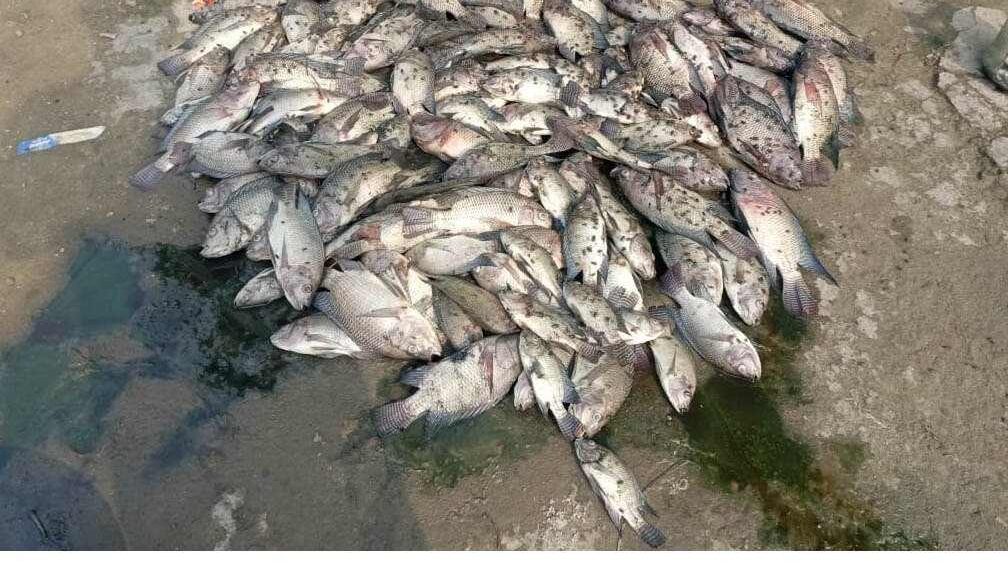 রূপগঞ্জে বিষ দিয়ে পুকুরের মাছ নিধনের  অভিযোগ, হ্যাচারী ভাঙচুর, অগ্নিসংযোগ:NAfiz Ashraf.Tnntv24