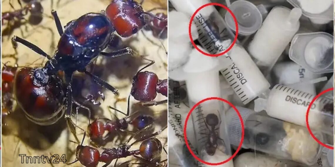 হাজার হাজর পিঁপড়রা পাচার;কেনিয়ার বিমানবন্দরে চার চোরাকারবারি আটক:Nafiz Ashraf.Tnntv24