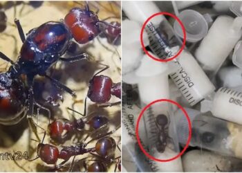 হাজার হাজর পিঁপড়রা পাচার;কেনিয়ার বিমানবন্দরে চার চোরাকারবারি আটক:Nafiz Ashraf.Tnntv24