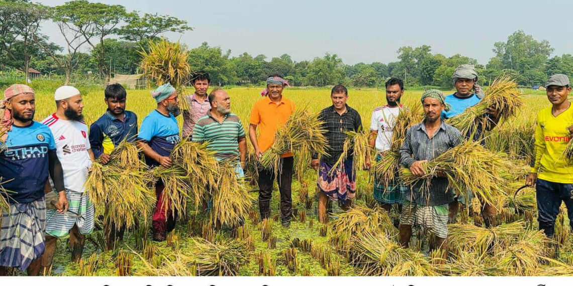 গরিব ও প্রান্তিক কৃষকের ধান কেটে দিচ্ছেন  রূপগঞ্জ উপজেলা যুবদল: Nafiz Ashraf.Tnntv24