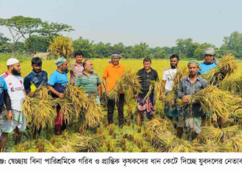 গরিব ও প্রান্তিক কৃষকের ধান কেটে দিচ্ছেন  রূপগঞ্জ উপজেলা যুবদল: Nafiz Ashraf.Tnntv24