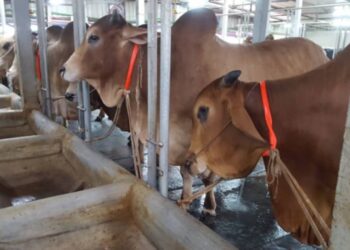 রূপগঞ্জে কোরবানির পশুর পরিচর্চায় ব্যস্ত খামারিরা:Nafiz Ashraf.Tnntv24