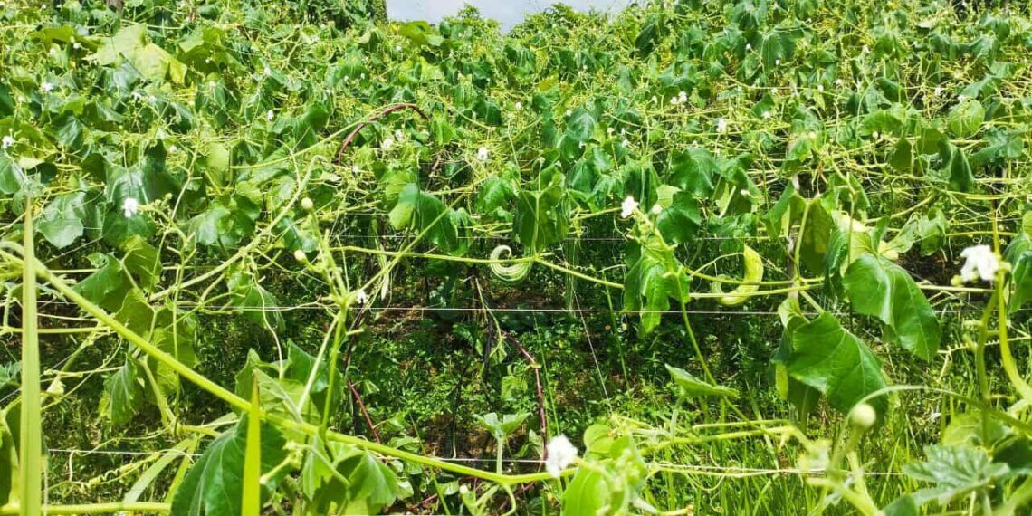 প্রবল বর্ষণে রূপগঞ্জে সবজির ব্যাপক ক্ষতি   জনজীবন বিপর্যস্ত, কৃষকরা দিশেহারা:Nafiz Ashraf.Tnntv24