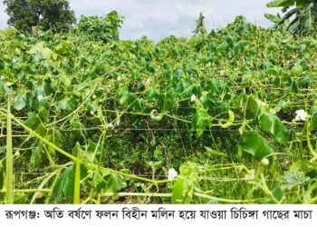 প্রবল বর্ষণে রূপগঞ্জে সবজির ব্যাপক ক্ষতি   জনজীবন বিপর্যস্ত, কৃষকরা দিশেহারা:Nafiz Ashraf.Tnntv24