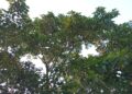 গ্রীষ্মেই ফুটল বর্ষার ফুল কদম, প্রকৃতি রাঙিয়ে গ্রীষ্মেই ফুটেছে বর্ষার কদম ফুল,বর্ষা আসেনি,কদম ফুটেছে:Tnntv24