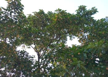 গ্রীষ্মেই ফুটল বর্ষার ফুল কদম, প্রকৃতি রাঙিয়ে গ্রীষ্মেই ফুটেছে বর্ষার কদম ফুল,বর্ষা আসেনি,কদম ফুটেছে:Tnntv24