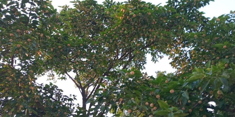 গ্রীষ্মেই ফুটল বর্ষার ফুল কদম, প্রকৃতি রাঙিয়ে গ্রীষ্মেই ফুটেছে বর্ষার কদম ফুল,বর্ষা আসেনি,কদম ফুটেছে:Tnntv24