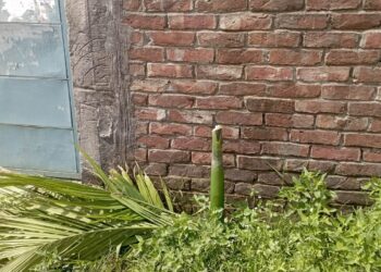 রূপগঞ্জে সামাজিক উদ্যোগে রোপণ করা সুপারি গাছ কাটার অভিযোগ, এলাকাবাসীর ক্ষোভ:Tnntv24