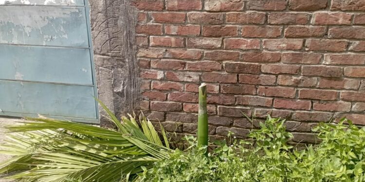 রূপগঞ্জে সামাজিক উদ্যোগে রোপণ করা সুপারি গাছ কাটার অভিযোগ, এলাকাবাসীর ক্ষোভ:Tnntv24
