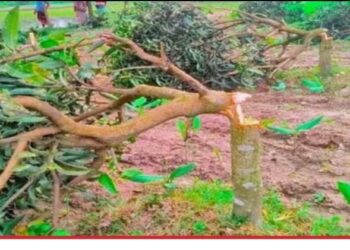 রূপগঞ্জে বাগানের ৩০ টি আমগাছ কেটে নেওয়ার অভিযোগ,৩ লাখ টাকার ক্ষতি:Tnntv24