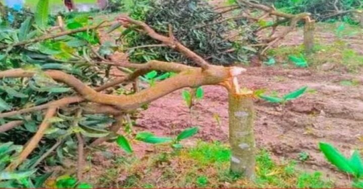 রূপগঞ্জে বাগানের ৩০ টি আমগাছ কেটে নেওয়ার অভিযোগ,৩ লাখ টাকার ক্ষতি:Tnntv24