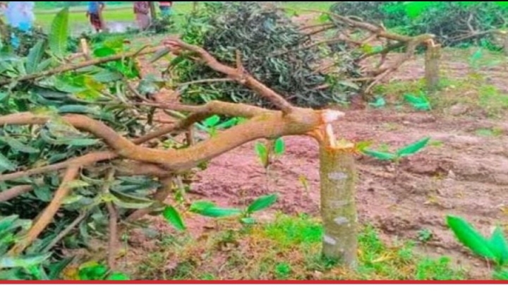 রূপগঞ্জে বাগানের ৩০ টি আমগাছ কেটে নেওয়ার অভিযোগ,৩ লাখ টাকার ক্ষতি:Tnntv24