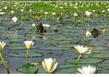 রূপগঞ্জে তিন ফসলী জমিতে বালু ফেলার কারণে বর্ষা মৌসুমে জাতীয় ফুল শাপলা চোখে পড়েনা:Tnntv24