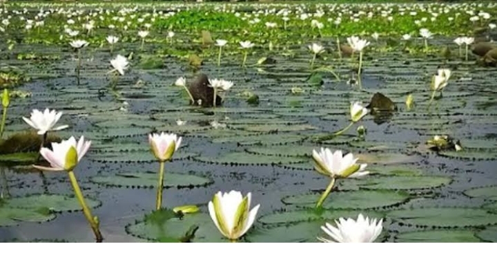 রূপগঞ্জে তিন ফসলী জমিতে বালু ফেলার কারণে বর্ষা মৌসুমে জাতীয় ফুল শাপলা চোখে পড়েনা:Tnntv24