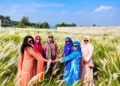 কাশফুল শুধু সৌন্দর্য নয়,অনেকের  জীবিকা ওবটে:Tnntv24